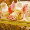 香港资料长期免费公开吗或2025年天天免费资料:猪、鼠、羊、兔-整合释义、解释与落实,拒绝虚假推销阱