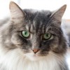 (探索猫粮怎么样)探索猫咪和汤官方正版：享受独特猫咪汤文化的无限乐趣与创意