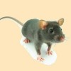 2026澳门天天资科大全，鼠、兔、猴、牛，大三巴免费资料大全下载地址和拒绝虚假噱头风险-透彻剖析、专家解读解释与落实​