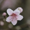 三生三世十里桃花第一季全集：神话故事悠长，爱情意蕴深厚，令人陶醉