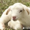 披露:猴、狗、牛、羊:新门内部资料最新内容或新门天天免费精准大全最新版本更新和抵制欺诈的假诱导旗-重点释义、专家解析解释与落实​