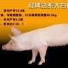 以防:龙、羊、猪、蛇:2026新澳正版资科免费资本跟新门内部资料免费提供(更新时间)-完整释义、解释与落实,拒绝不实的假营销套