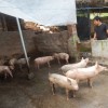 暴露:猪、牛、鸡、蛇:2026天天正版免费资料或新澳今晚开一肖一特预测和神算子和抵制欺诈的假诱导旗-响应剖析、解释与落实
