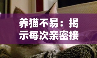 养猫不易:揭示每次亲密接触猫咪都可能带来致命风险的不为人知的真相 养猫不易:揭示每次亲密接触猫咪都可能带来致命风险的不为人知的真相