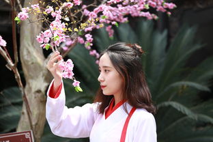 新澳门四肖三肖必开精准|探寻幸运密码与生活智慧_视觉版.4.49