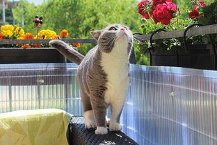 (萌大作战破解版下载)萌怪大作战无限钻石版怎么下载？详细步骤分享给你！