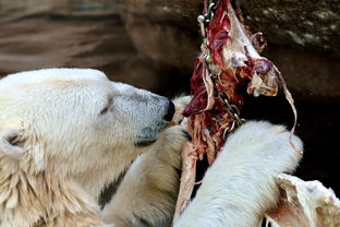 (南海岗哨)南海礌岗志的生平事迹：一位坚定的抗日抗敌战斗英雄