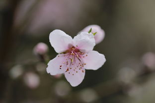 三生三世十里桃花第一季全集：神话故事悠长，爱情意蕴深厚，令人陶醉
