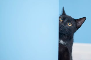 (猫灵相册手游官网)猫灵相册单机纪念版：探寻神秘猫灵世界的冒险之旅