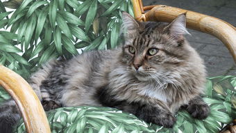 (迷雾侦探神像)在迷雾重重的案件中,神探如何运用推理破解真相的精彩故事 (迷雾侦探神像)在迷雾重重的案件中,神探如何运用推理破解真相的精彩故事