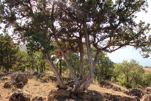 (2021修仙手游排行榜前十名)2021年最受欢迎的修仙手游十大排行榜汇总