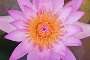 (天才联盟手游)探寻天才联盟动漫世界:超凡脑洞与无限创意的碰撞 (天才联盟手游)探寻天才联盟动漫世界:超凡脑洞与无限创意的碰撞