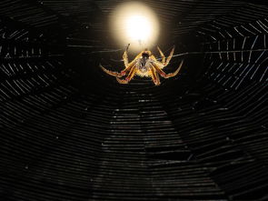 探寻封神夺宝传世手游版:挖掘神秘宝藏,征战传世九州,成就传奇传世生涯。 探寻封神夺宝传世手游版:挖掘神秘宝藏,征战传世九州,成就传奇传世生涯。