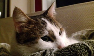 荣耀之争内置菜单版更新内容:全新功能加入,战斗体验更上一层楼 荣耀之争内置菜单版更新内容:全新功能加入,战斗体验更上一层楼