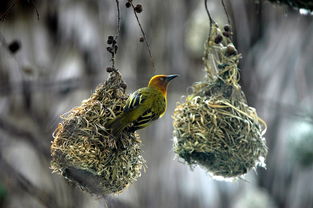(愤怒的小鸟变形金刚动画片全集)愤怒的小鸟:变形金刚版,激情如火,战斗无极限! (愤怒的小鸟变形金刚动画片全集)愤怒的小鸟:变形金刚版,激情如火,战斗无极限!