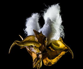 (烈焰天下手游)烈焰天下攻略：探秘最强玩法、装备、副本，成为游戏冠军！