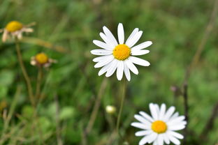 (水墨画淡墨浓墨)探寻国风美学,淡墨水云乡何时正式上线引全球关注? (水墨画淡墨浓墨)探寻国风美学,淡墨水云乡何时正式上线引全球关注?