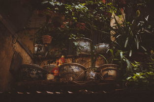 (惊魂之旅电视剧)免费在线观看韩剧惊魂之路，激动人心的情节引人入胜