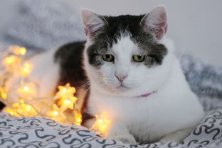 探寻封神幻想世界职业：结合游戏角色职责和技能分析，打造最强神话英雄