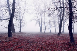 新仙剑奇侠传之挥剑问情电视剧：探寻古风侠义与爱情交织的传奇故事