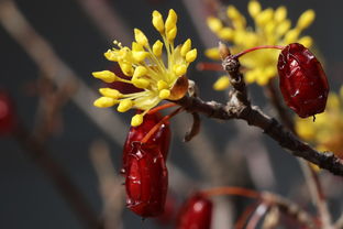 (漫威反转世界系列百度百科)漫威终极逆转国际服：探索超级英雄的全新冒险与无限可能