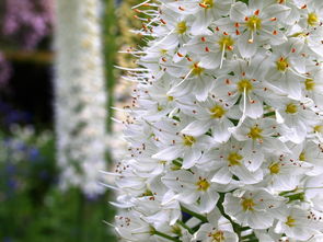 (种植杏树效益怎么样)老农种树游戏:杏树种植的乐趣与丰收之路,打造你的农业梦想 (种植杏树效益怎么样)老农种树游戏:杏树种植的乐趣与丰收之路,打造你的农业梦想