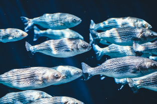 (海蛇传奇(欢乐版))深海世界中的神秘生物:海蛇传奇攻略及生态解析 (海蛇传奇(欢乐版))深海世界中的神秘生物:海蛇传奇攻略及生态解析