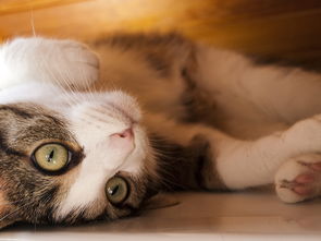 (星际传奇 bt 下载)探寻星际传奇迅雷下载在电影天堂的光荣历程 (星际传奇 bt 下载)探寻星际传奇迅雷下载在电影天堂的光荣历程