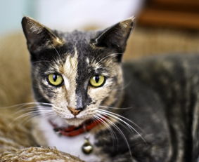 世界环游记：揭秘猫咪和汤的出奇友情，让国际旅行不再是遥不可及的憧憬