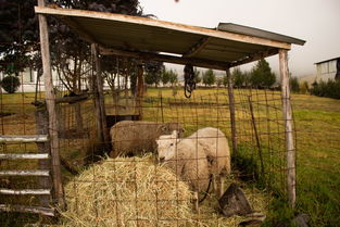 (欢迎来到绵羊村好玩吗)欢迎来到绵羊村告示牌的独特风景堪称绝佳景点
