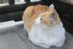 (猫婆婆的照片)猫婆婆的幸福公寓：享受无广告的宁静生活和美好时光