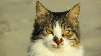 (猫婆婆的照片)猫婆婆的幸福公寓：享受无广告的宁静生活和美好时光