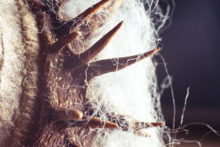 (《亚尔斯兰战记》)究竟是怎样让人心动的亚尔斯兰战记动漫故事情节？