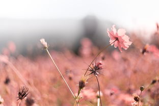 (前方高能句子)探寻前方高能，发现经典语录的魅力