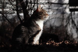 澳门六开彩免费玄武版|探索古镇风情与美食之旅_未来版SSIP.7.713