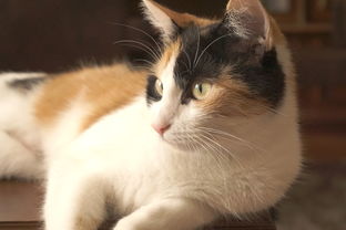 (凡人封神阵容)凡人封神记内置功能菜单最新版全面升级，功能更强大