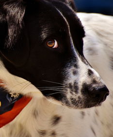 (法斗的价钱)法斗一般什么价位？解密宠物市场中的明星犬种价格涨跌