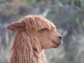 (金庸群侠传1 攻略)金庸群侠传1全方位详细攻略：秘籍、角色选择与武学秘技全解析