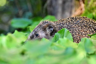 (太子妃升职记演员名单)《太子妃升职记》演员表曝光!精彩演绎引关注 (太子妃升职记演员名单)《太子妃升职记》演员表曝光!精彩演绎引关注