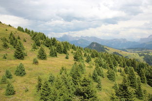 (青岚是干什么用的)深入探讨青岚是什么：它的起源、意义及在自然中的独特地位