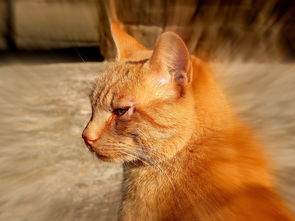 (bingo猫狗)如何完成猫猫狗狗冰淇淋任务：攻略、技巧及注意事项详解