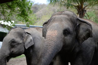 (switch荒野求生游戏)Switch平台上的荒野军团：探索荒无人烟的世界，挑战野外生存！