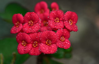 (晚上释放氧气最多的室内植物)晚上在家中释放氧气最多的植物 - 吊兰是您的最佳选择! (晚上释放氧气最多的室内植物)晚上在家中释放氧气最多的植物 - 吊兰是您的最佳选择!