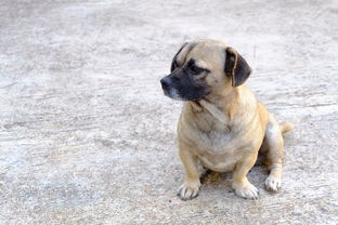 (三国塔防无双攻略)掌握三国塔防无双最强阵容的策略与搭配,成就无敌战队秘笈 (三国塔防无双攻略)掌握三国塔防无双最强阵容的策略与搭配,成就无敌战队秘笈