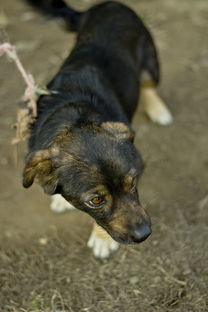 2024今晚澳门码特免费送什么狗|考试释义深度解读与落实_Deice.1.69