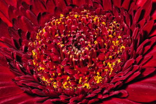 魔幻地下城复仇套花多少钱一套？全面解析价格与市场行情，让你轻松掌握消费指南！