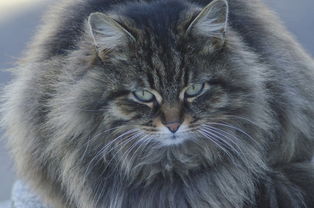 (雪鹰领主玩法攻略)探究雪鹰领主单机游戏的关键要素及其在角色塑造中的独特魅力 (雪鹰领主玩法攻略)探究雪鹰领主单机游戏的关键要素及其在角色塑造中的独特魅力