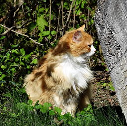 (夏天怎么给猫咪解暑)夏季宠物必备小妙招：如何让你的猫咪轻松解暑，保持凉爽健康