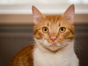 针对未知挑战，揭秘'逃离动物岛白猫'番外篇攻略：如何轻松应对复杂环境与难题