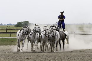 (英格兰骑士)探索格兰骑兵的历史与传承：从古战场到现代文化的影响